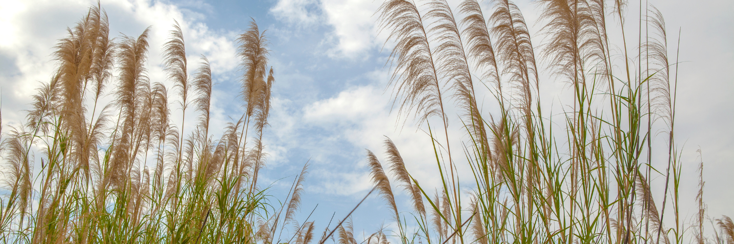 Seed Collection Walk at Rolling Hills Park