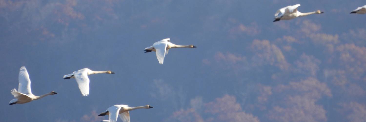 Birdwatching Series La Crosse County Library birdwatching-series-la-crosse-county-library