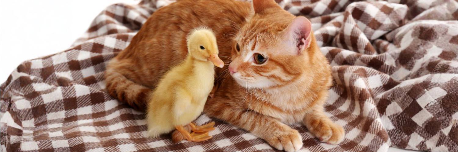 Ecology Exploration Lab - Pawsitively Perfect Pals