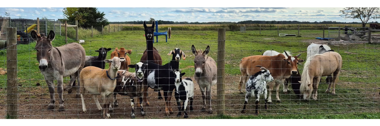 Petting Zoo and Story Time